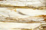 Polished Petrified Wood (Bald Cypress?) Rip-Cut Slab - Washington #382192-1